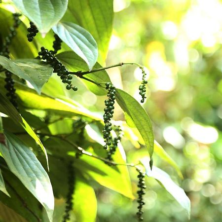 Spice Valley Home Stay & Tree House Munnar Exterior photo