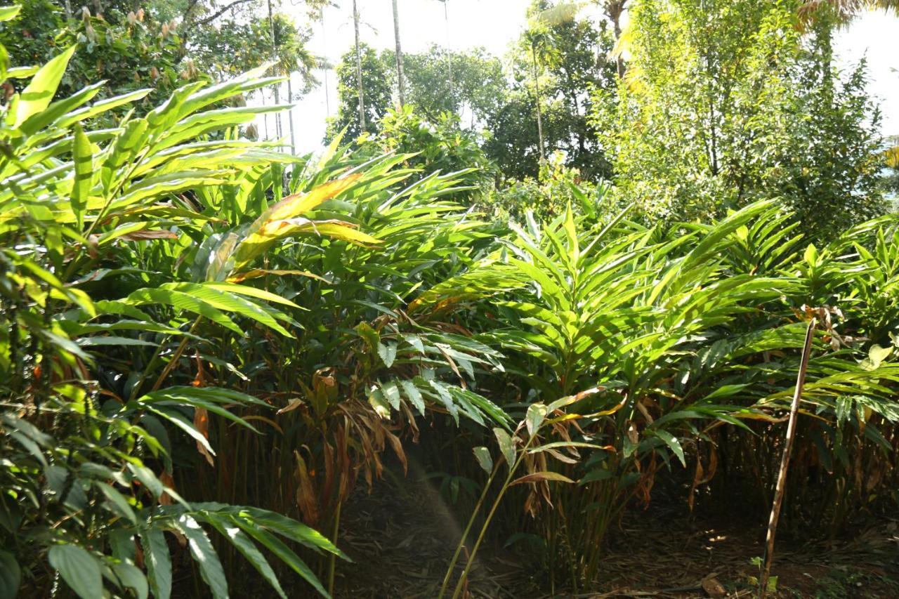Spice Valley Home Stay & Tree House Munnar Exterior photo
